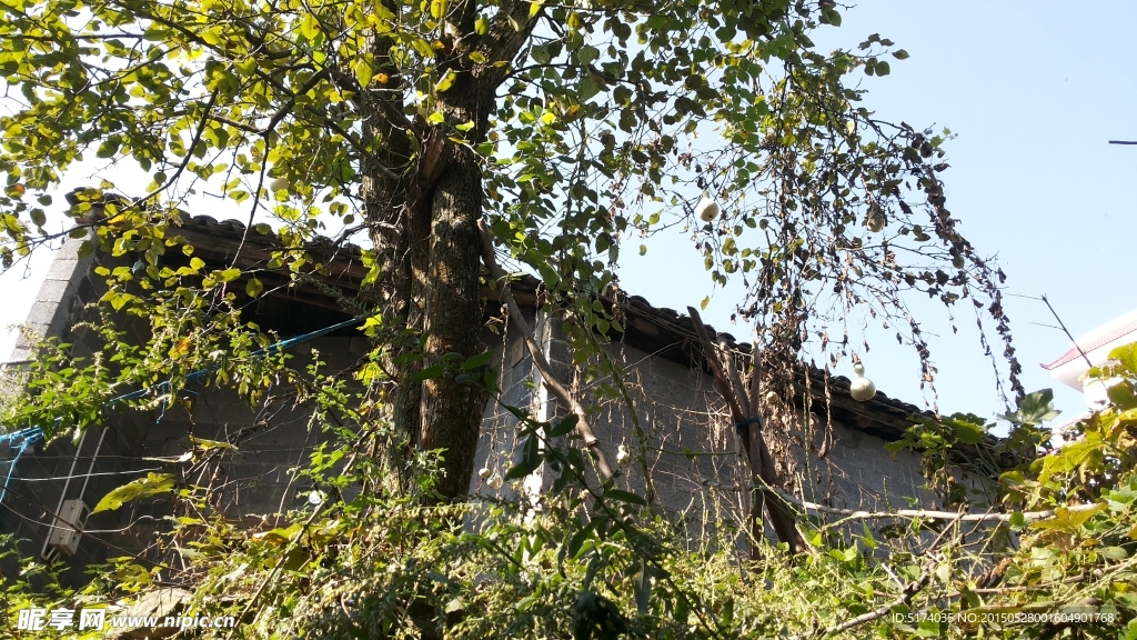 凤凰古镇 旅游