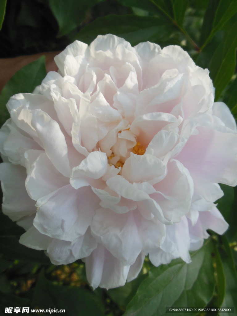芍药花