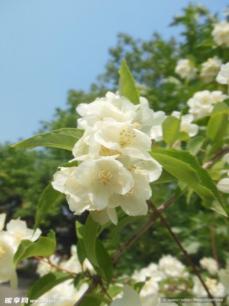 蔷薇花