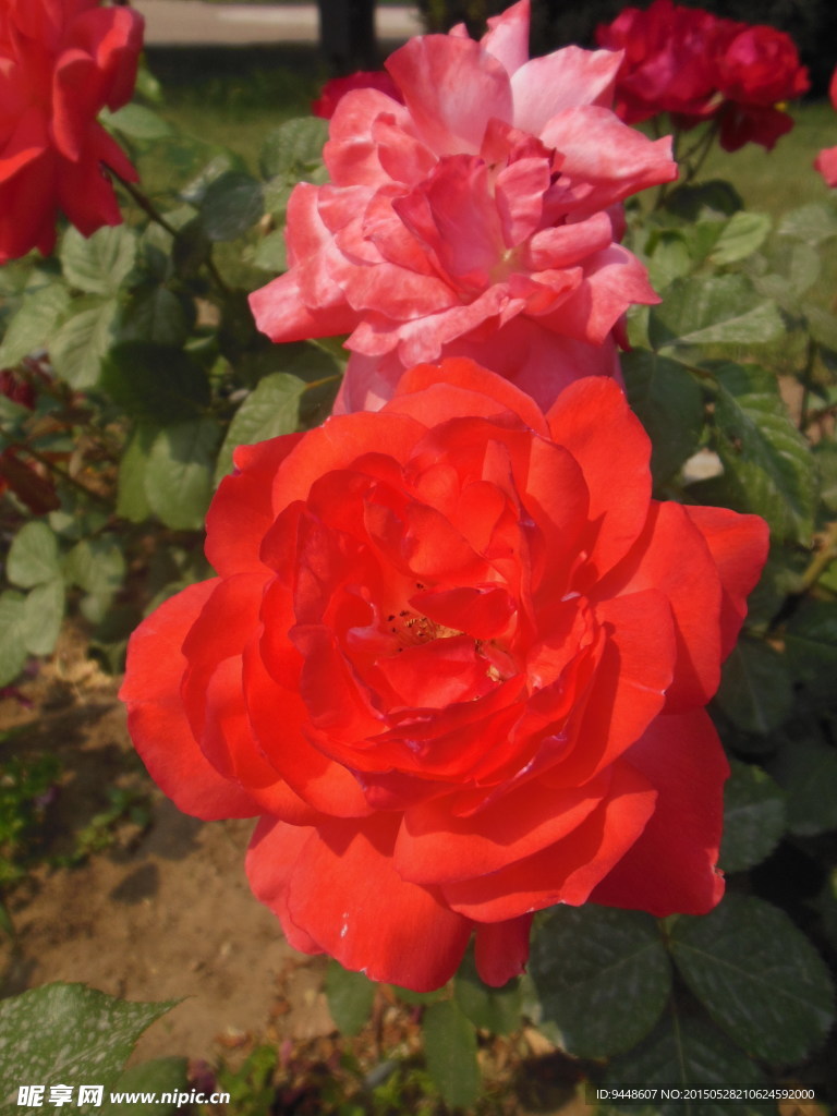 月季花