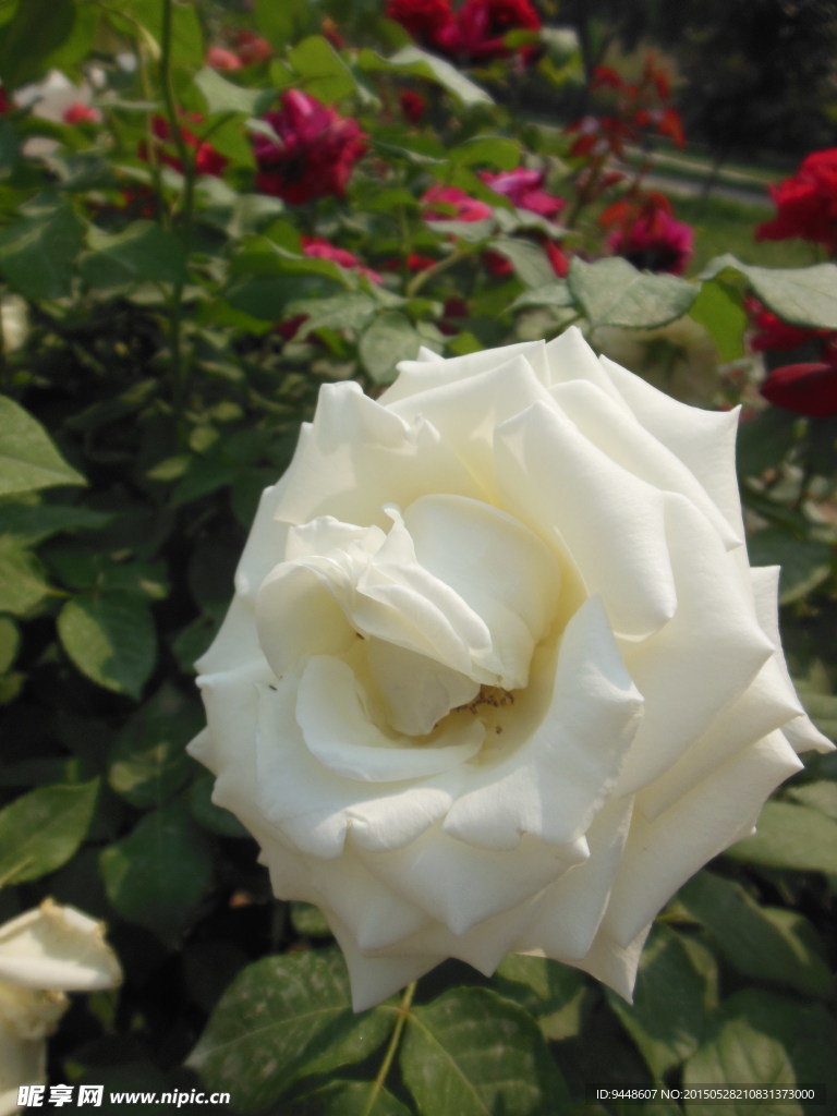 月季花
