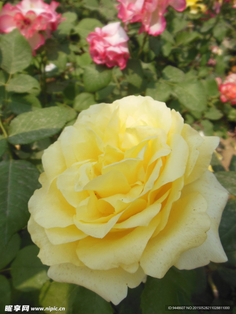 月季花