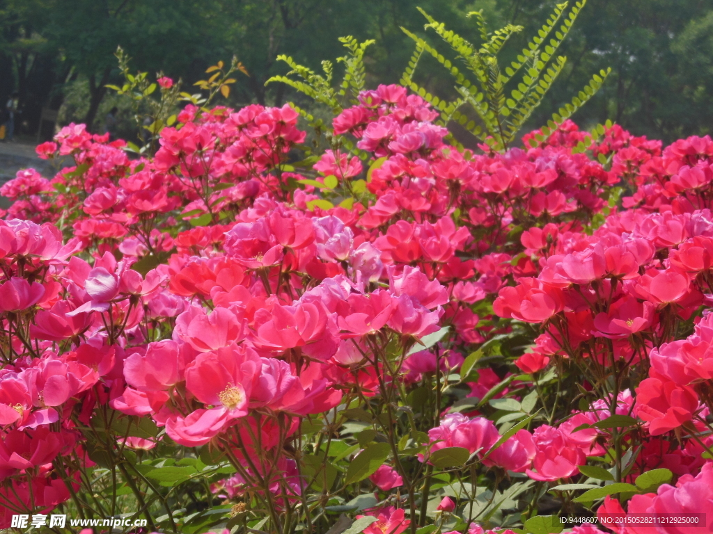 月季花