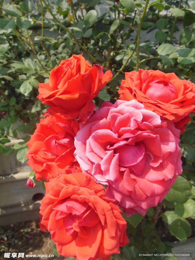 月季花