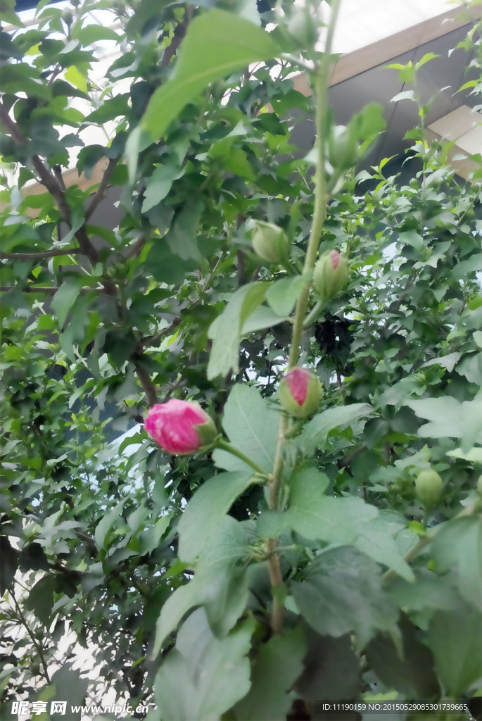 粉色花苞