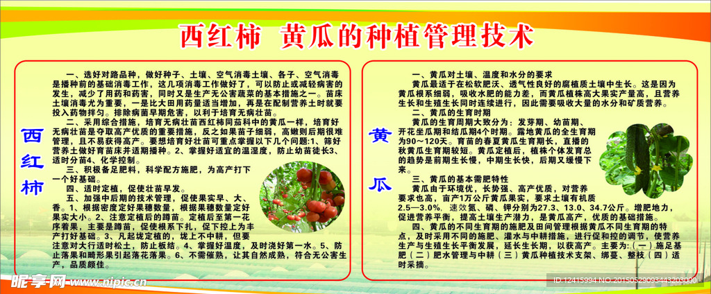 西红柿  黄瓜  种植管理技术