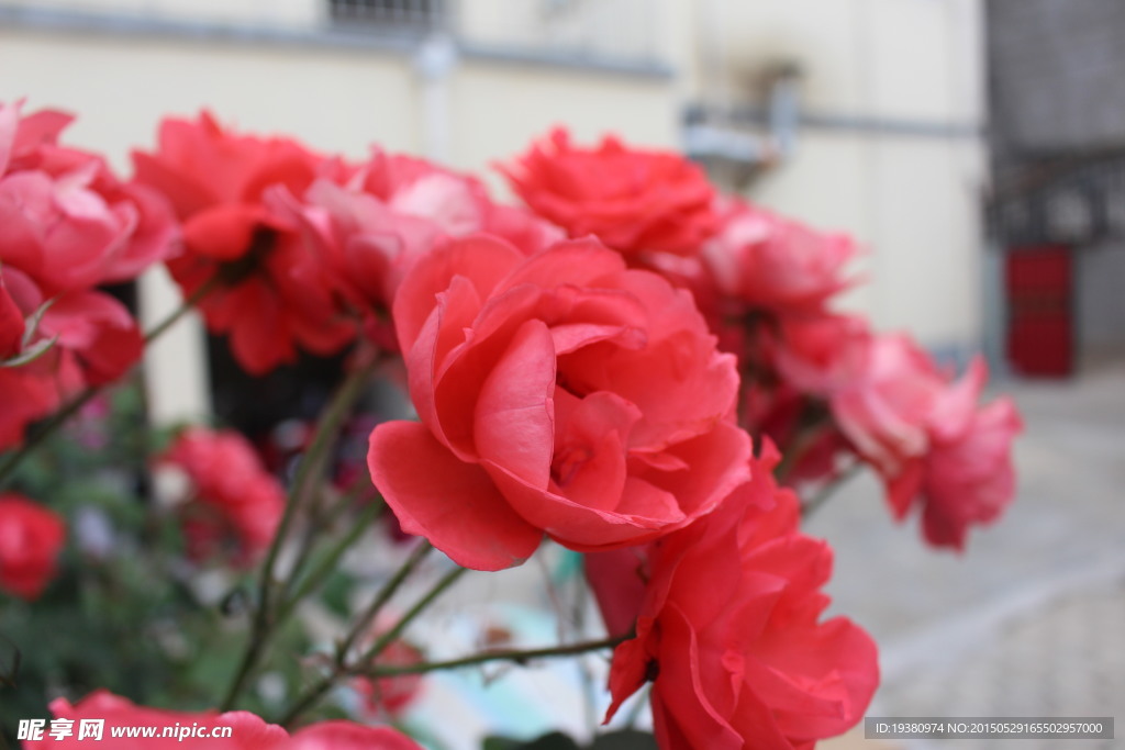 月季花