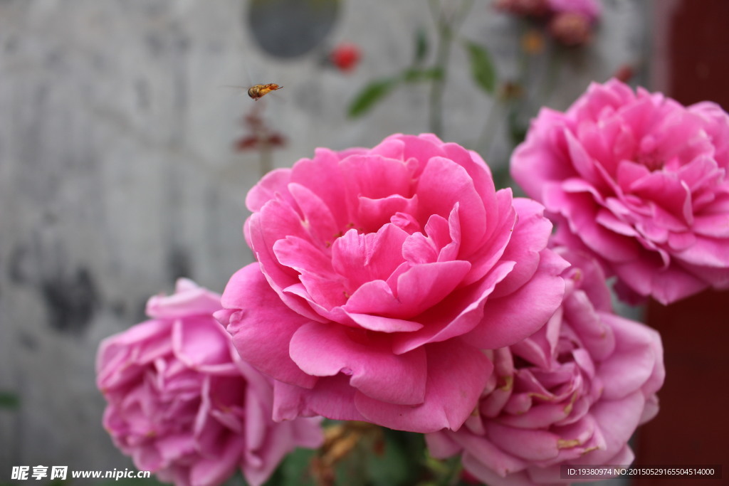 月季花