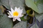 莲花