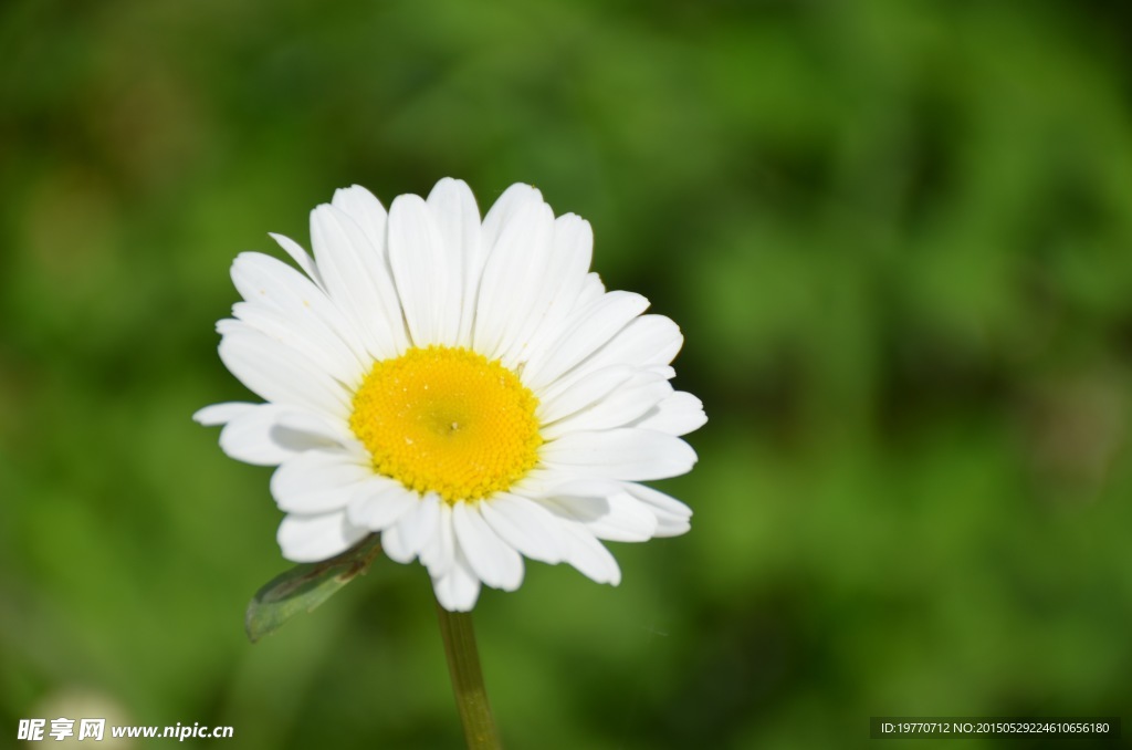 雏菊