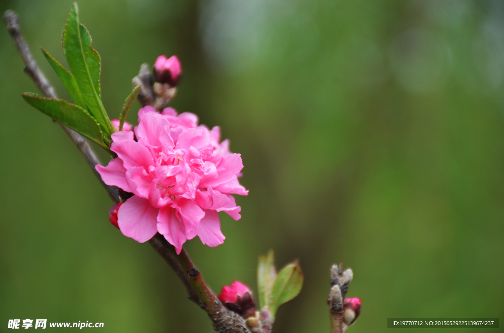 粉色花卉