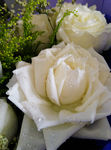 白玫瑰 玫瑰花
