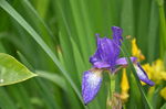 蝴蝶花