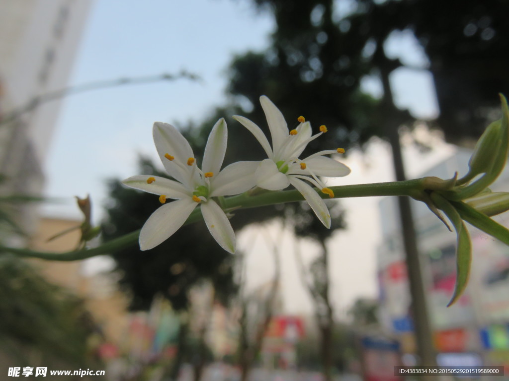 吊兰开花