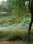 荷塘美景