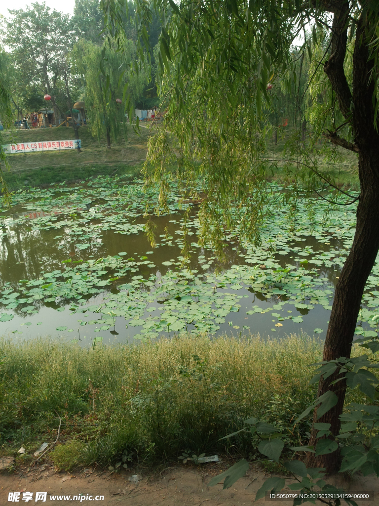 荷塘美景