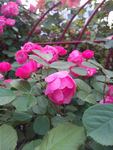月季花