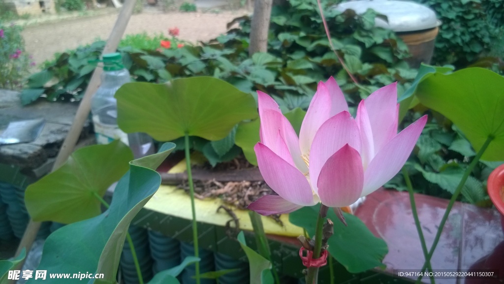 荷