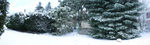 雪松
