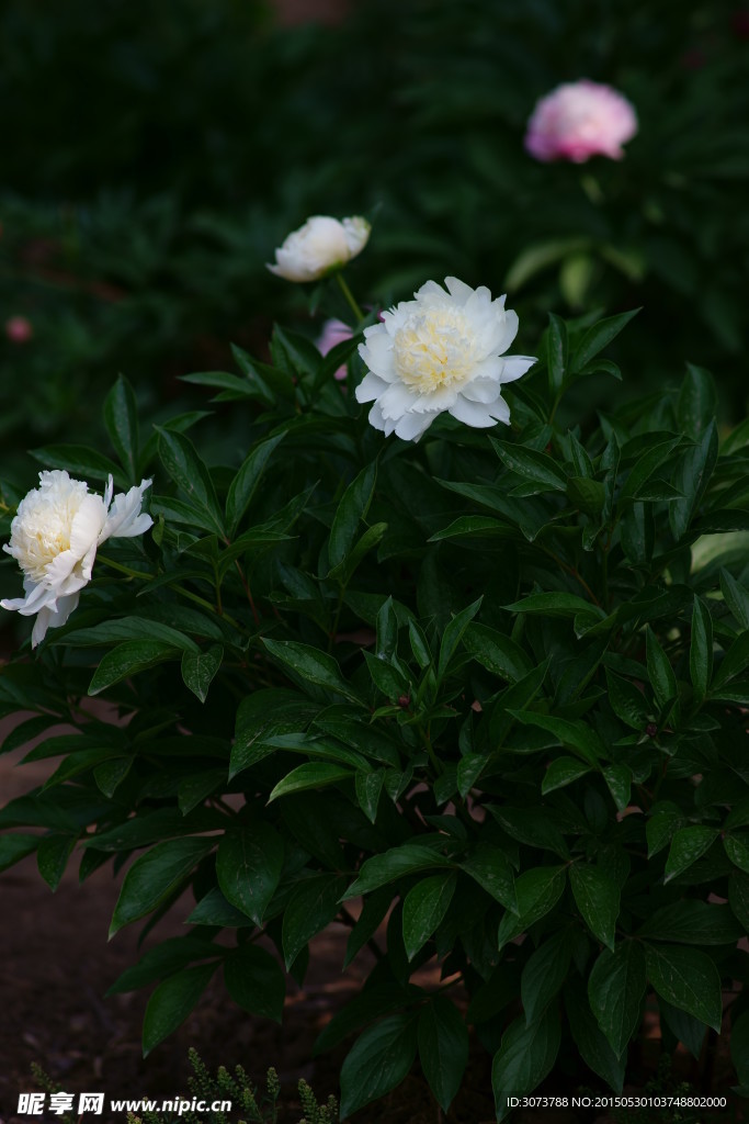 芍药花盛开