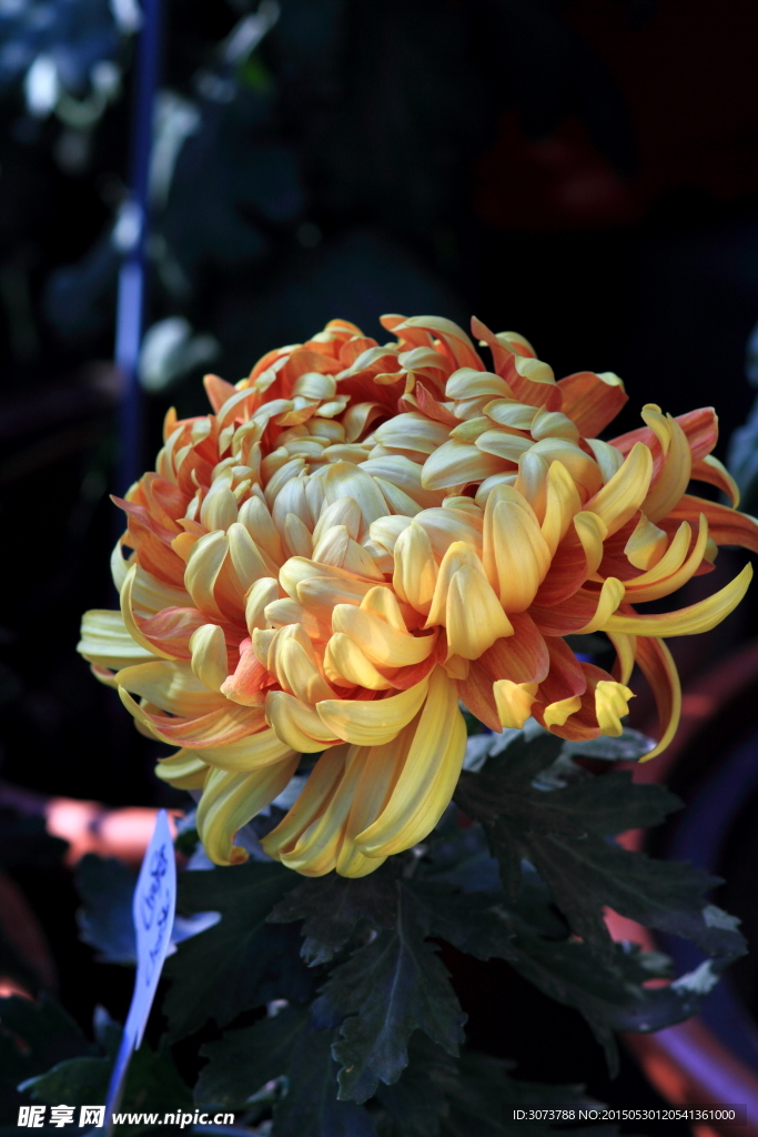 秋菊