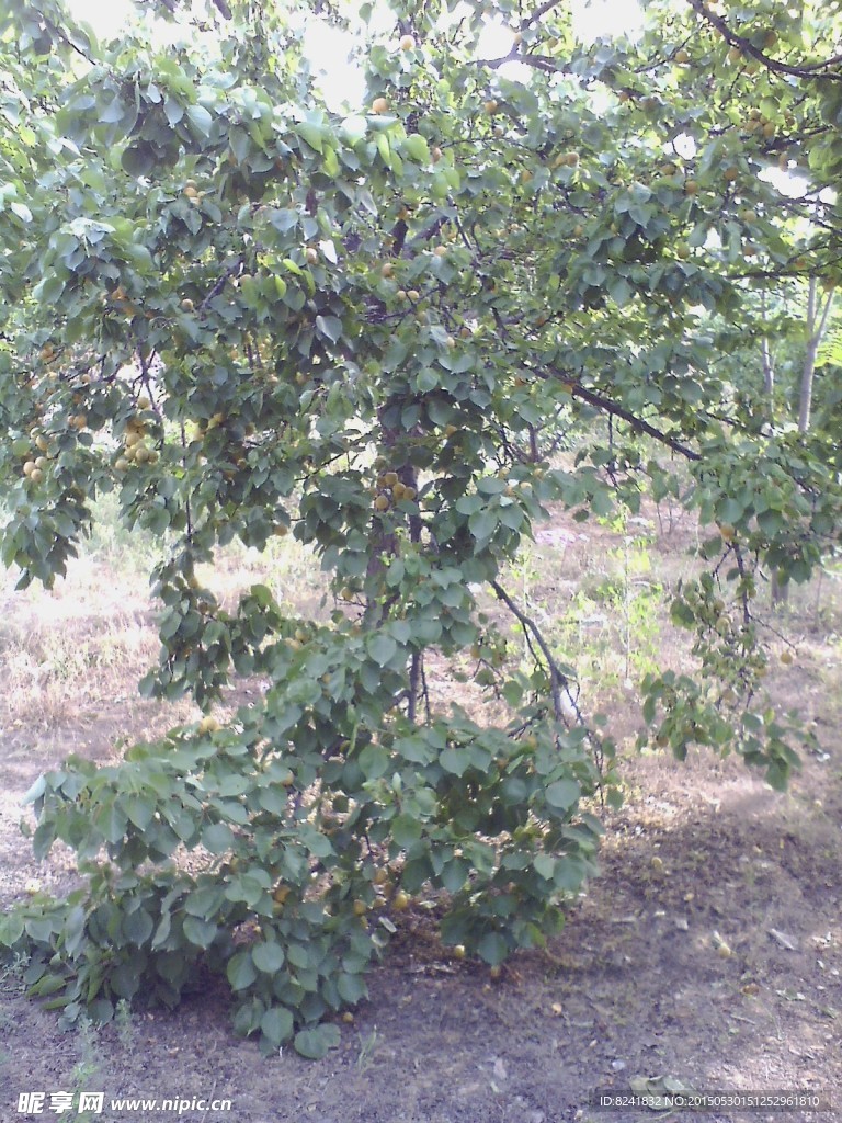 杏树