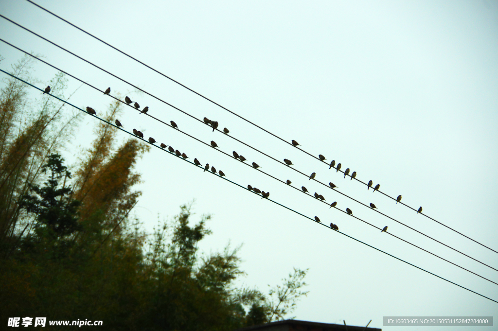 乡村景观 电线群鸟