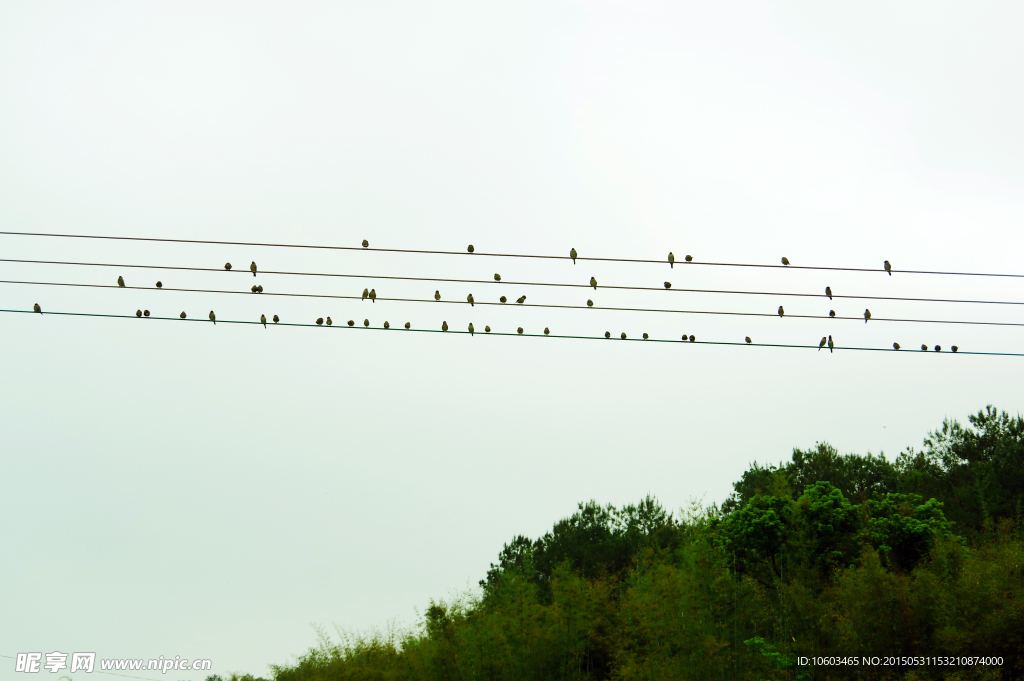 乡村景观 电线群鸟