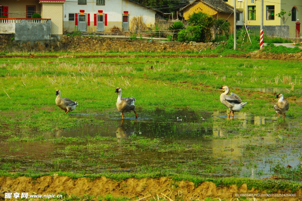 田园大公鹅