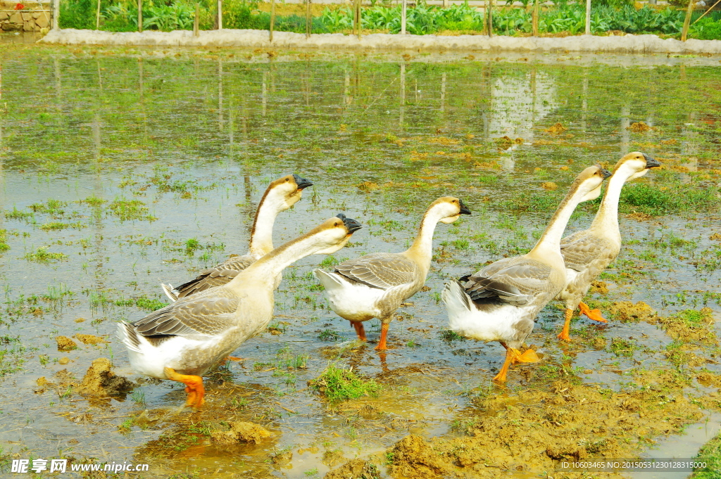 田园大公鹅