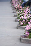 花坛