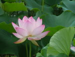 莲花