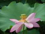 莲花  莲蓬