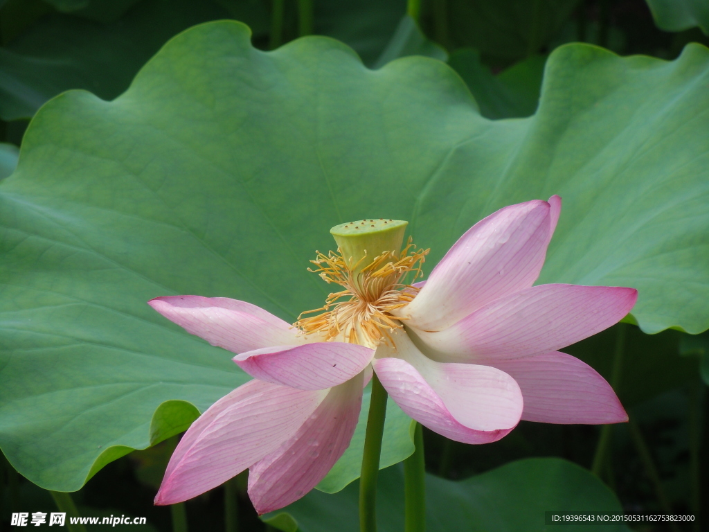 莲花  莲蓬