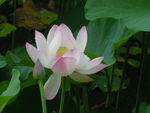 莲花