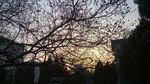 夕阳映衬着的桃花