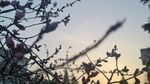 夕阳里的桃花