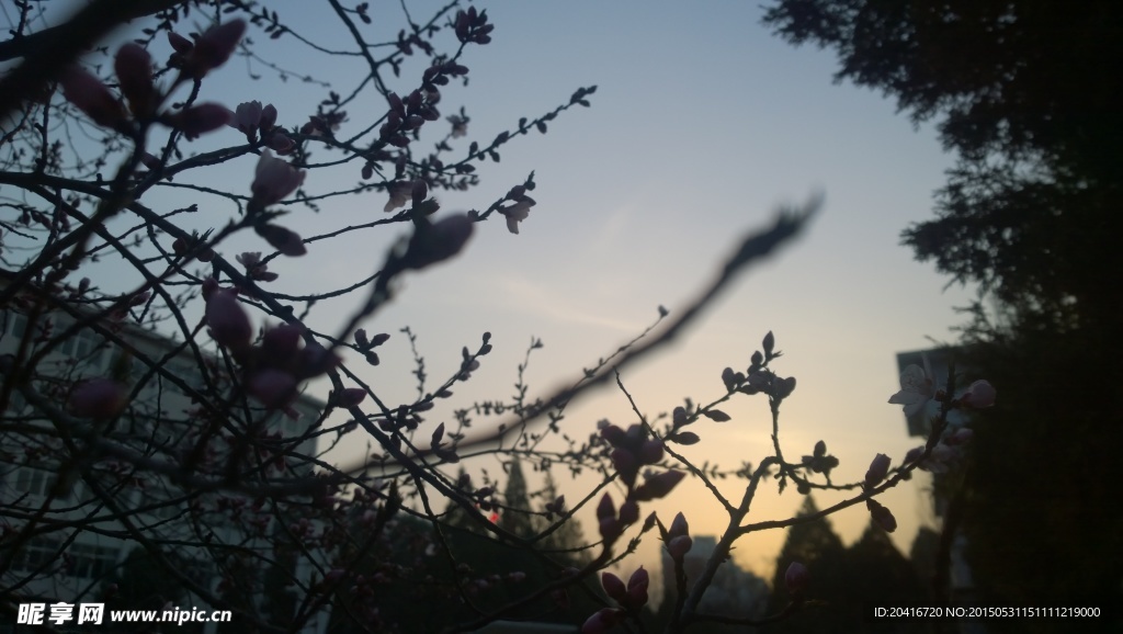 夕阳里的桃花