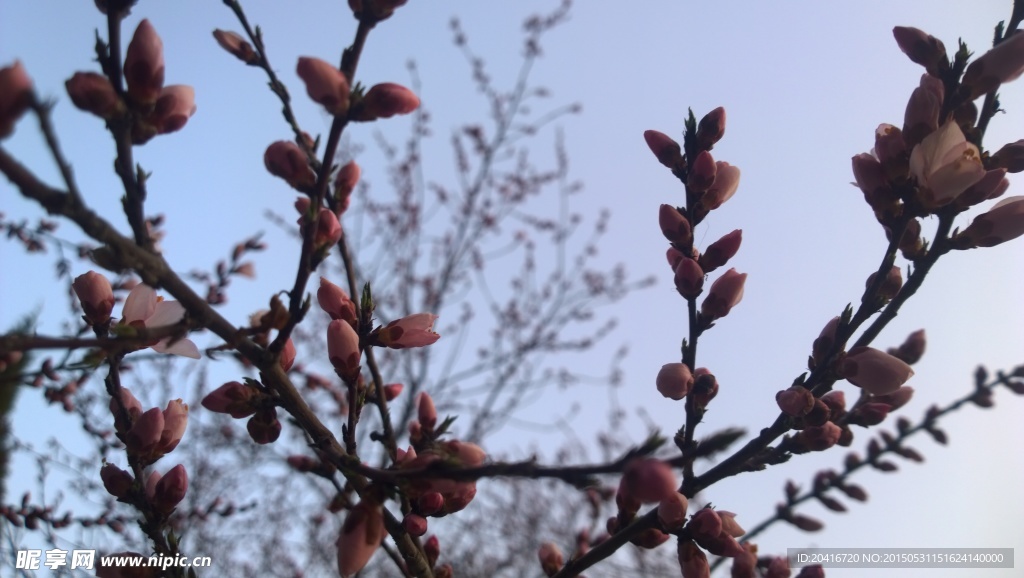 满枝的花苞