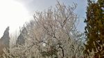 梨花满树