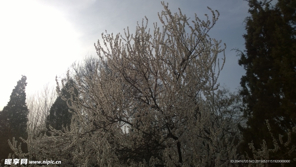 梨花满树