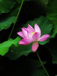 莲花