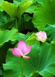 莲花
