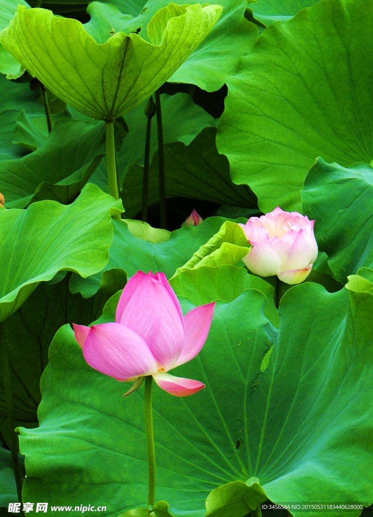 莲花