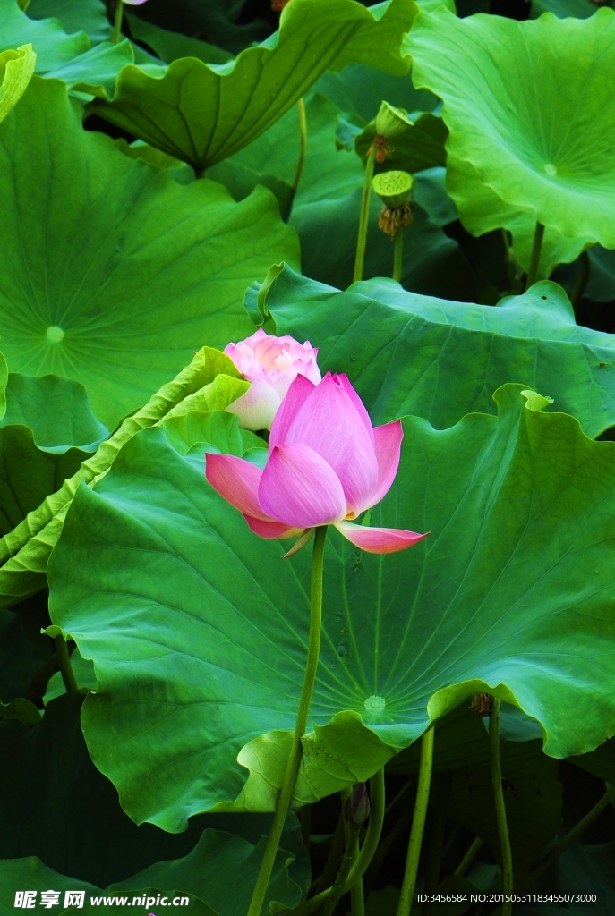 莲花