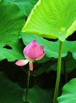 莲花