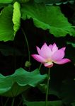 莲花