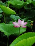 莲花
