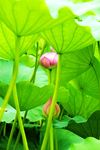 莲花