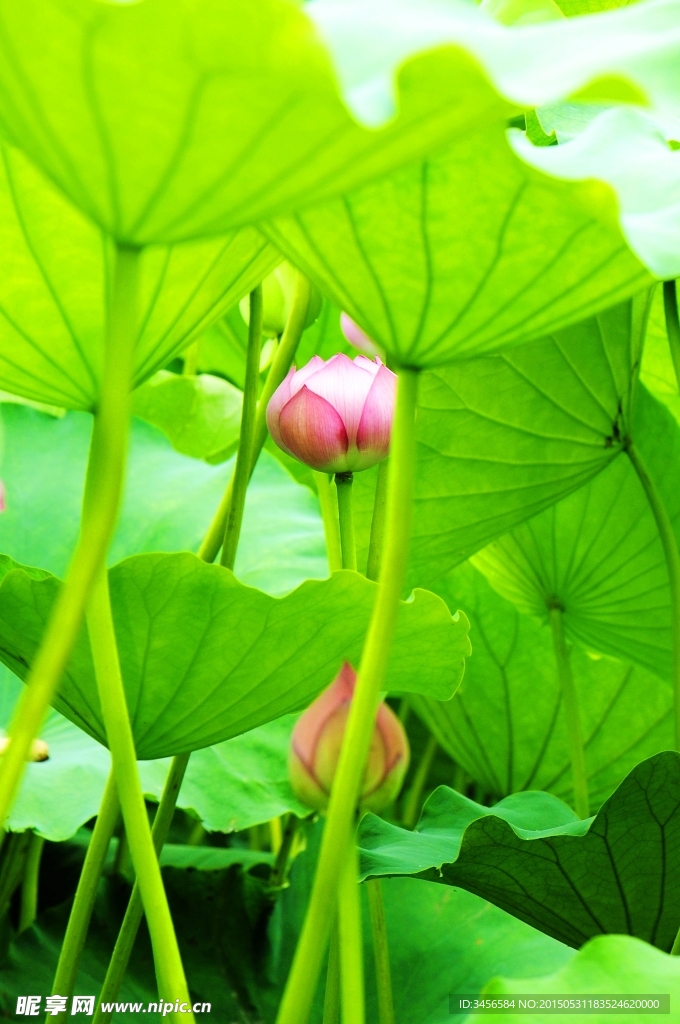 莲花